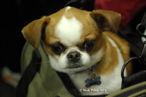 pekingese chihuahua mix-2885