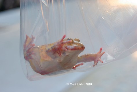 Frog In Plastic-9431