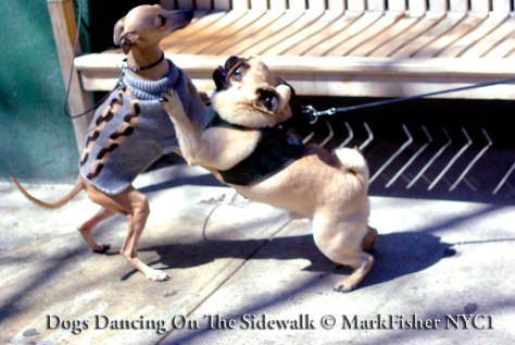 Dogs Dancing On The Sidewalk © Mark Fisher NYC-6497