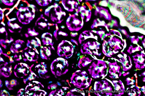 Rack The Grapes © Mark Fisher NYC1-7509